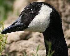 Canada Goose