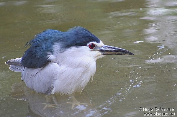 Black-crowned Night Heron