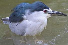 Black-crowned Night Heron