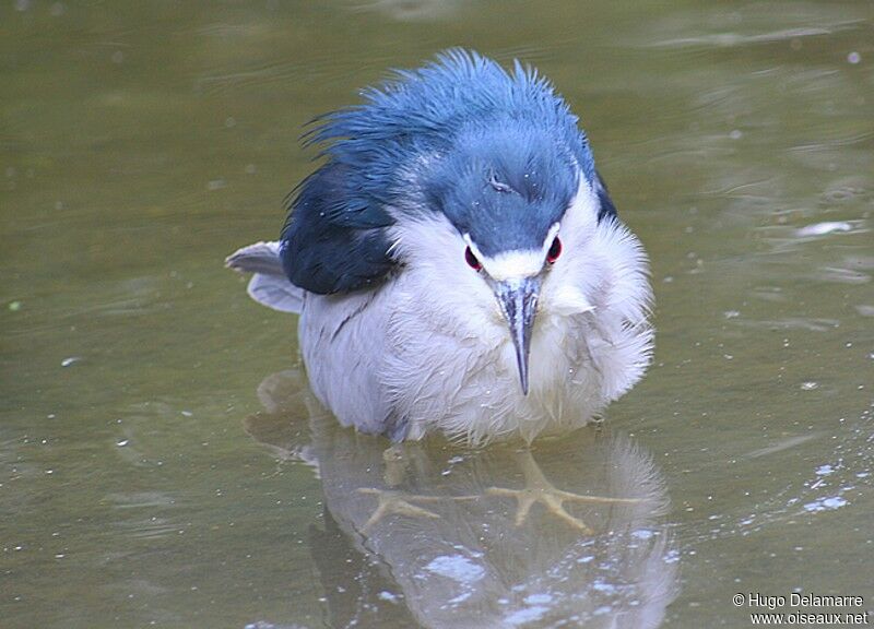 Black-crowned Night Heron