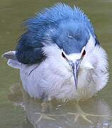 Black-crowned Night Heron