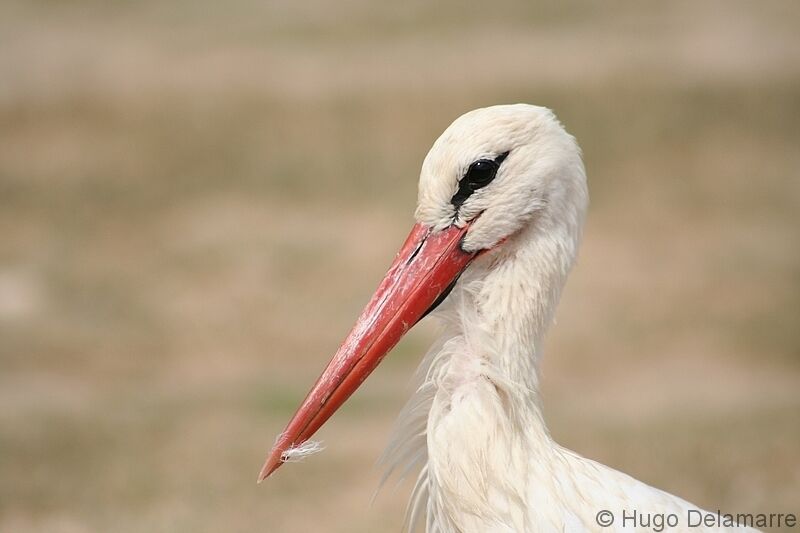 White Stork