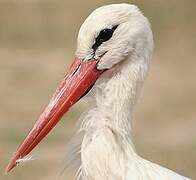 Cigogne blanche