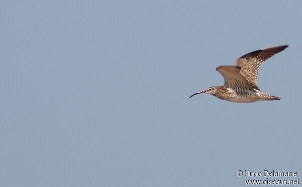 Eurasian Whimbrel