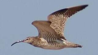 Eurasian Whimbrel