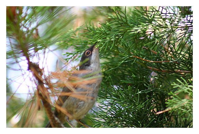 Sardinian Warbler