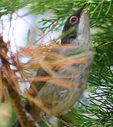 Sardinian Warbler