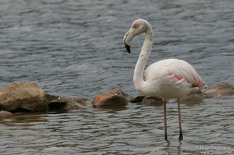 Greater Flamingo