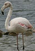 Greater Flamingo