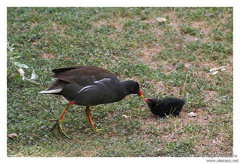 Gallinule poule-d'eau