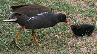 Common Moorhen