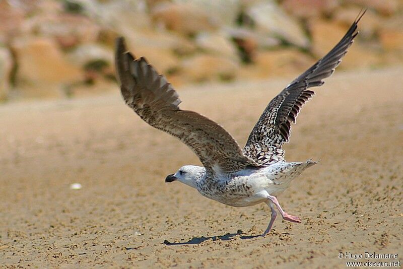 Great Black-backed Gull