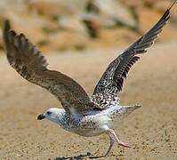 Great Black-backed Gull