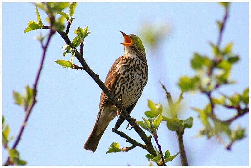 Song Thrush