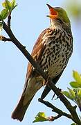 Song Thrush