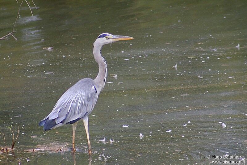 Grey Heron