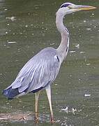 Grey Heron