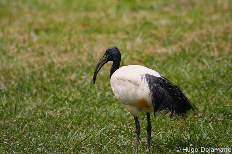 African Sacred Ibis