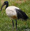 Ibis sacré