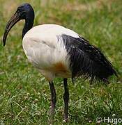 African Sacred Ibis