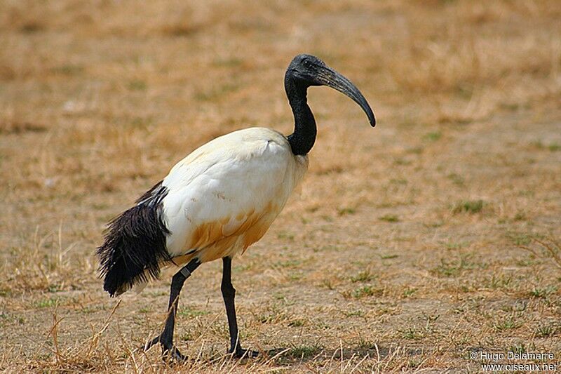 African Sacred Ibis