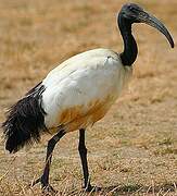 African Sacred Ibis