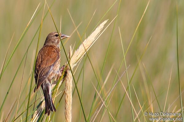 Common Linnet