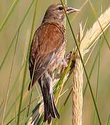 Common Linnet