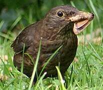 Common Blackbird