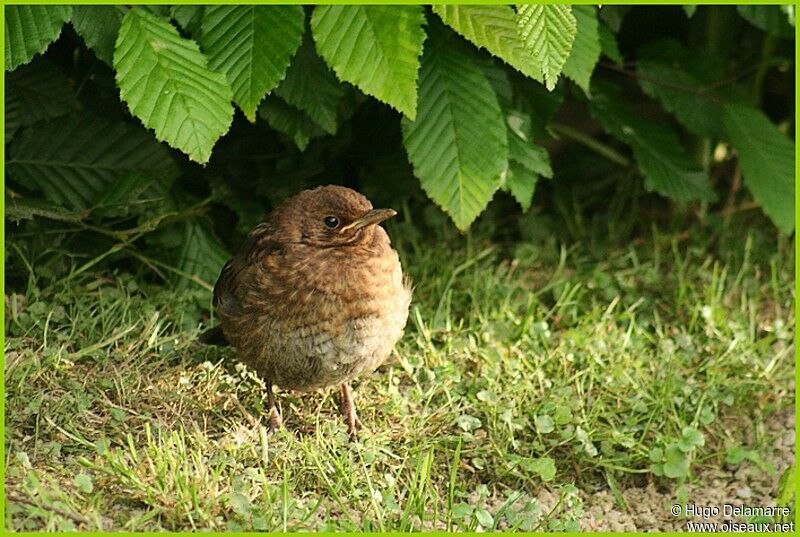 Common Blackbirdjuvenile