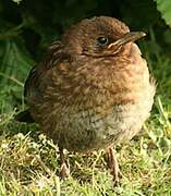 Common Blackbird