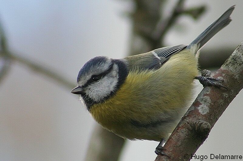 Eurasian Blue Tit