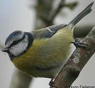 Mésange bleue