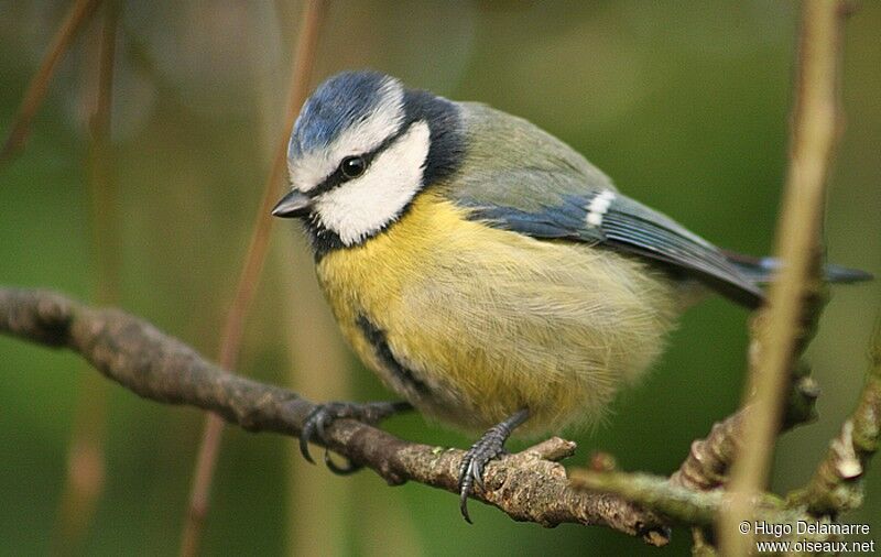 Eurasian Blue Tit