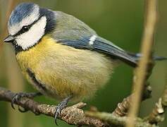 Mésange bleue