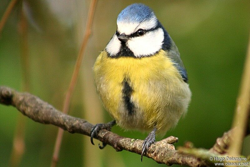 Eurasian Blue Tit