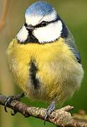 Eurasian Blue Tit