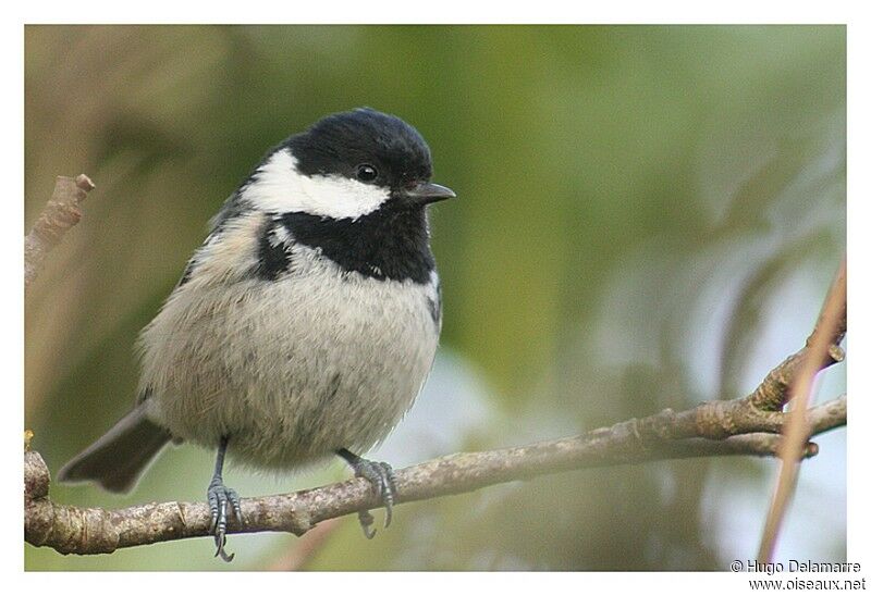 Mésange noire