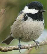 Coal Tit