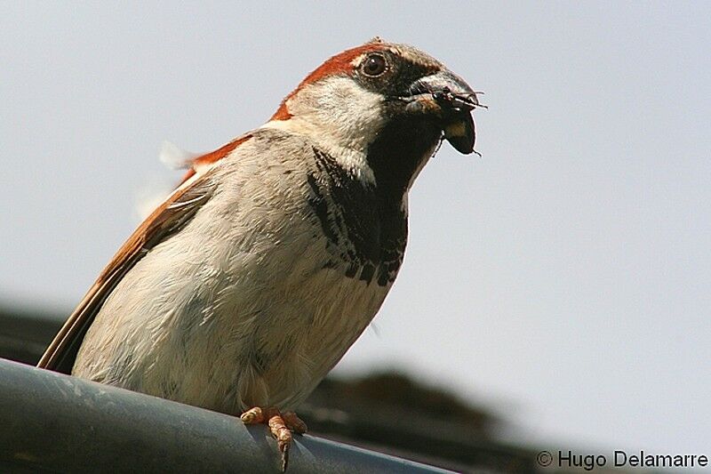 House Sparrow