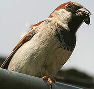 House Sparrow