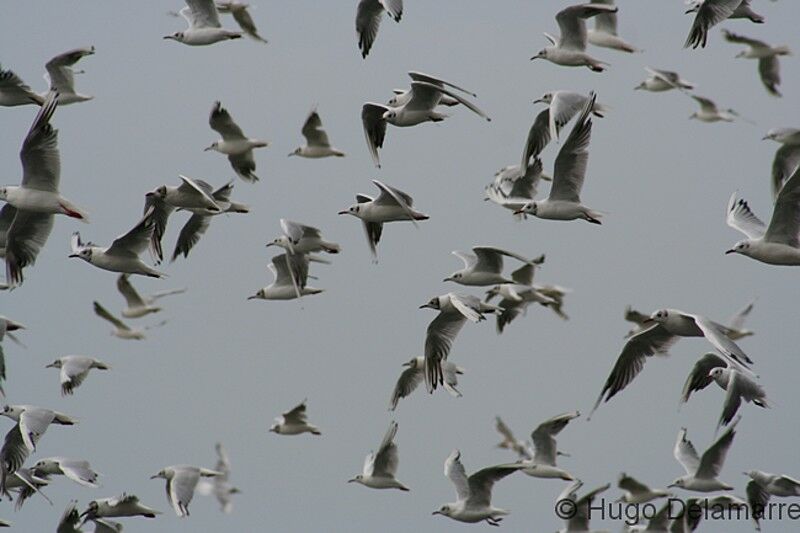 Mouette rieuse