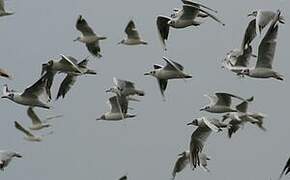 Mouette rieuse