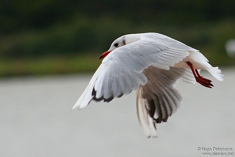 Black-headed Gull