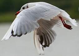 Black-headed Gull