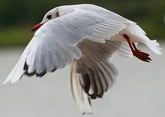 Mouette rieuse