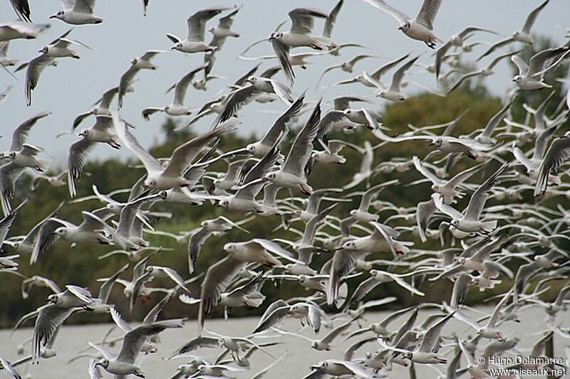 Black-headed Gull