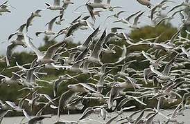 Mouette rieuse