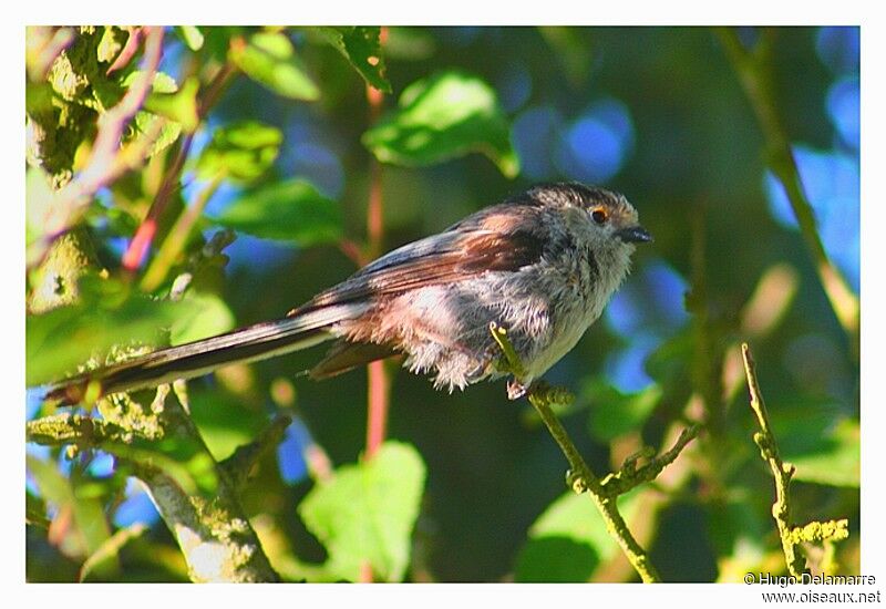 Long-tailed Tit