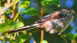 Long-tailed Tit